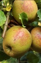 Organic apples Royalty Free Stock Photo