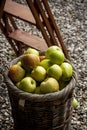 Organic apples in a basked