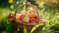 Organic apples in basket amidst summer grass. Fresh apples in natural setting