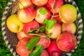 Organic apples in basket, apple orchard Royalty Free Stock Photo