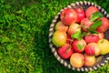 Organic apples in basket, apple orchard Royalty Free Stock Photo