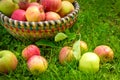 Organic apples in basket, apple orchard Royalty Free Stock Photo