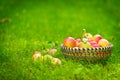 Organic apples in basket, apple orchard Royalty Free Stock Photo