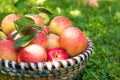 Organic apples in basket, apple orchard Royalty Free Stock Photo