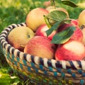 Organic apples in basket, apple orchard Royalty Free Stock Photo