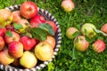 Organic apples in basket, apple orchard Royalty Free Stock Photo