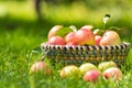 Organic apples in basket, apple orchard Royalty Free Stock Photo