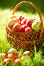 Organic Apples in the Basket. Orchard Royalty Free Stock Photo
