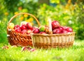 Organic Apples in the Basket. Orchard Royalty Free Stock Photo