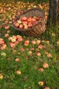 Organic apples in a basket