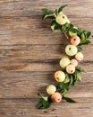 Organic apples on branches Royalty Free Stock Photo