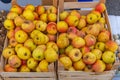 Organic Apples Crates Royalty Free Stock Photo