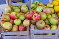 Organic Apples Crates Royalty Free Stock Photo