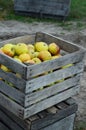 Organic apples gathered in a wooden crate at an orchard Royalty Free Stock Photo