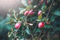 Organic Apples Growing in autumn orchard. Ripe Juicy Red apple hanging on a branch in a garden. Harvest concept