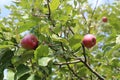 Organic apples hanging from a tree branch in an apple orchard