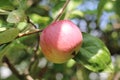 Organic apples hanging from a tree branch in an apple orchard