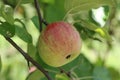 Organic apples hanging from a tree branch in an apple orchard Royalty Free Stock Photo