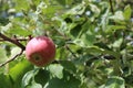 Organic apples hanging from a tree branch in an apple orchard Royalty Free Stock Photo
