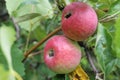 Organic apples hanging from a tree branch in an apple orchard Royalty Free Stock Photo