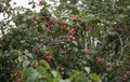 Organic apples hanging from a tree branch in an apple orchard Royalty Free Stock Photo