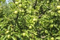 Organic apples hanging from a tree branch in an apple orchard Royalty Free Stock Photo