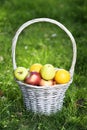 Organic apples, oranges in the Basket. Orchard Royalty Free Stock Photo