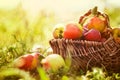 Organic apples in summer grass