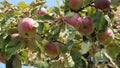 Organic apples on a tree branch on a rural farm Royalty Free Stock Photo