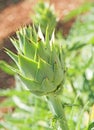 Organic artichoke in the garden. Royalty Free Stock Photo