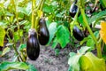 Organic aubergine eggplant plants in a greenhouse Royalty Free Stock Photo