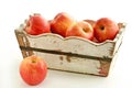 Organic Autumn Glory apples in rustic box