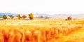 Organic autumn wheat field on rural farming landscape background Royalty Free Stock Photo