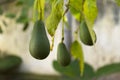 Organic avocado pears on tree