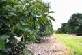 Organic Avocado Plantation Royalty Free Stock Photo