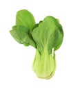 Organic baby bok choy