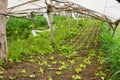 Organic Baby Lettuce growing in a very simple plant nursery greenhouse Royalty Free Stock Photo