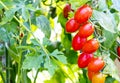Organic Baby tomatoes or Cherry tomatoes in garden