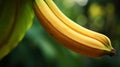 Organic Banana Branch With Smooth Curves And Rim Light Royalty Free Stock Photo