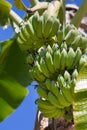 Organic banana on a bunch on tree