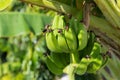 Organic banana on a bunch on tree