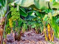 Organic Banana Plantation Royalty Free Stock Photo