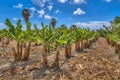 Organic Banana plantation on Cyprus island Royalty Free Stock Photo