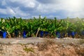 Organic banana plantation Royalty Free Stock Photo