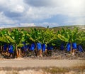 Organic banana plantation field Royalty Free Stock Photo