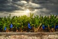 Organic banana plantation field Royalty Free Stock Photo