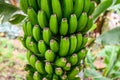 Organic Banana Plantation, palm tree. tropical green fruit hanging on banan tree Royalty Free Stock Photo