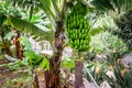 Organic Banana Plantation, palm tree. tropical green fruit hanging on banan tree Royalty Free Stock Photo