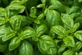 Organic Basil Royalty Free Stock Photo