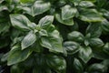 Profuse and healthy Organic basil bush.